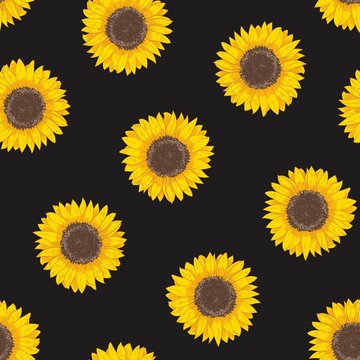 Botanical seamless pattern with sunflower heads