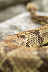 Rattlesnake pit viper bang poisonous dangerous harmful look out stay away beer run scales eyes