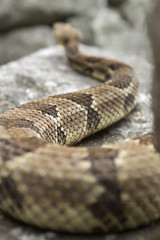Rattlesnake pit viper bang poisonous dangerous harmful look out stay away beer run scales eyes