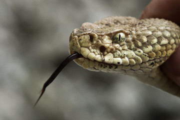 Rattlesnake pit viper bang poisonous dangerous harmful look out stay away beer run scales eyes