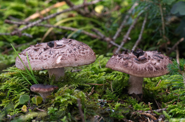 Sarcodon imbricatus in the wet spruce forest. Commonly known as the shingled hedgehog or scaly hedgehog. Natural environment.