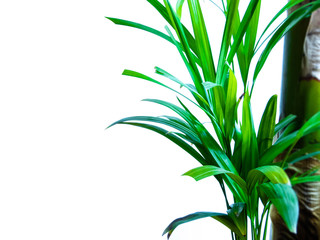 areca palm on white background with blank space for your text