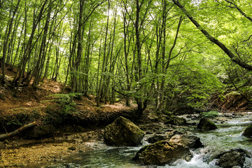 Forest by the river.