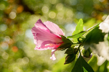 Chinese Hibiscus. Flower pink hibiscus