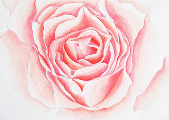 Delicate background with painted rose. Background with rose . Watercolor rose illustration