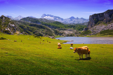 Summer mountains landscape with lake and pasture