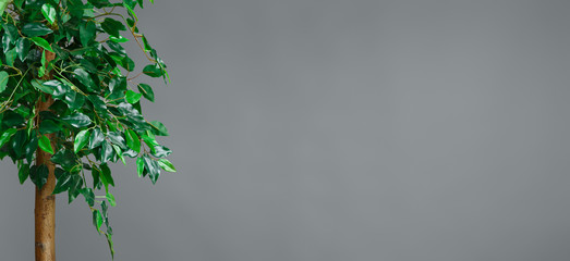 Home gardening concept