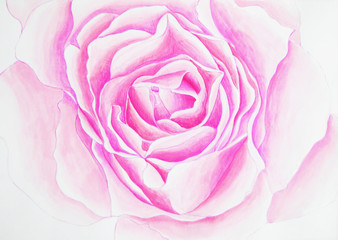 Fototapeta na wymiar Delicate background with painted rose. Background with rose . Watercolor rose illustration