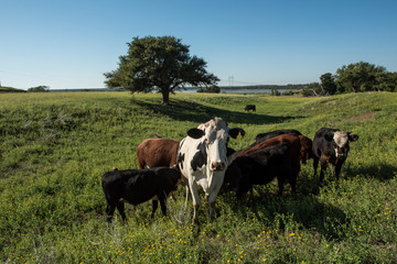 Cows in Countryside,in  Pampas landscape, Argentina