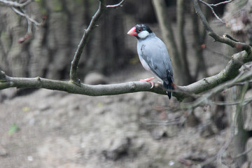 Java sparrow