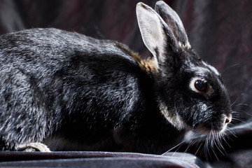 Fluffy little black rabbit close up