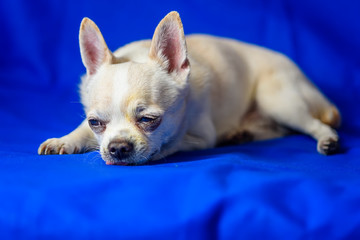 portrait of chihuahua on blue background