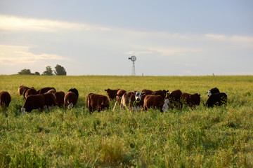 Cows in Countryside,in  Pampas landscape, Argentina