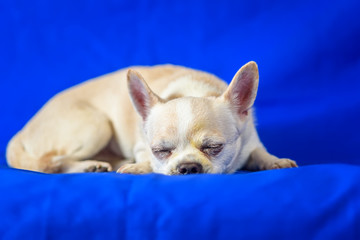 portrait of chihuahua on blue background