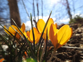 Spring fresh flowers