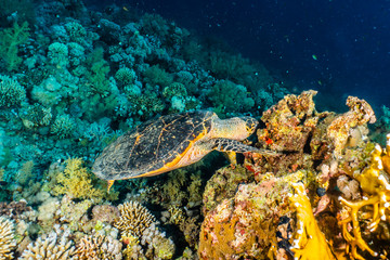 Hawksbill sea turtle in the Red Sea, dahab, blue lagoon sinai