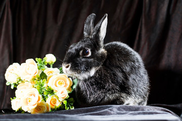 Black rabbit with flowers on a black background