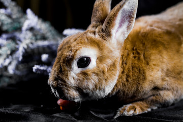 Cute face rabbit close up