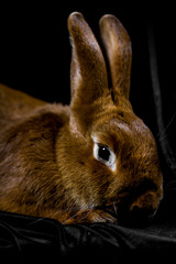 Rabbit head close up