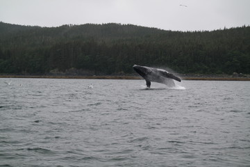 Humpback Whale Breach in Alaska