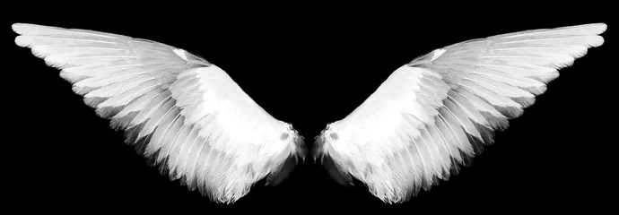 Fotobehang witte vleugels op een zwarte © supasart