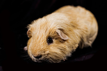 Cute guinea pig lying alone on a black background