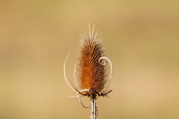 	Thistle isolated on a light background-detail 