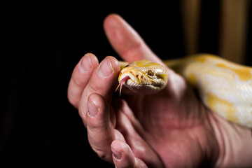 Snake close-up in the hands of a man