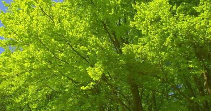 Springtime impressions - beautiful beech trees against a clear blue sky  - camera pan - ProRes