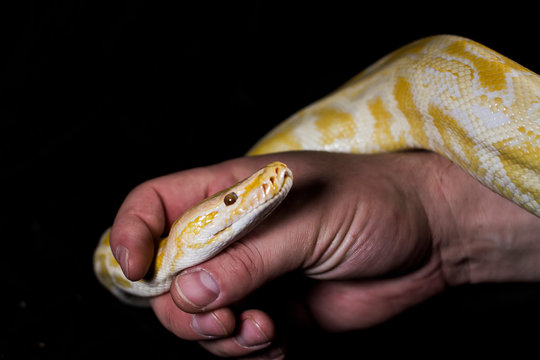 Yellow python in hand on black background close up