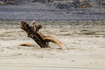 Shoreline around Murawai Beach, Auckland, New Zealand