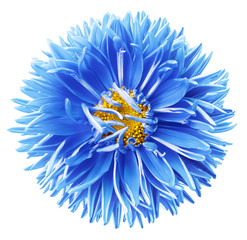Watercolor blue-yellow aster flower isolated on white background with clipping path without shadows. close-up. Nature.