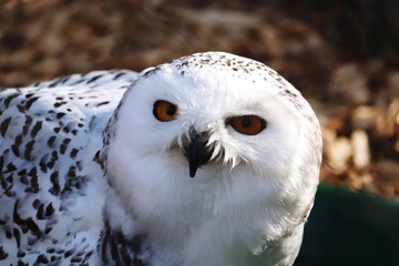 Fototapeta na wymiar Snow owl
