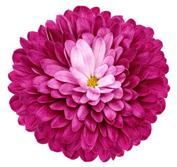 pink  flower  chrysanthemum on white isolated background with clipping path  no shadows. Closeup.  Nature.