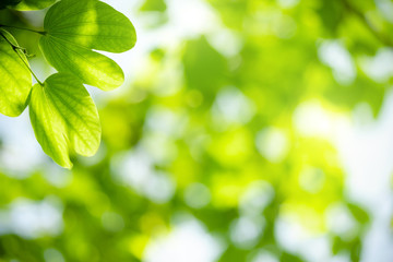 Closeup view of natural green leaf color under sunlight. Use in the background, or wallpaper.  Nature concept.