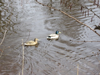 duck in water