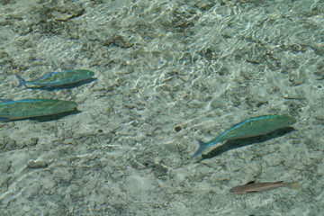 peces
