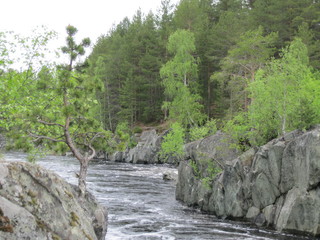 river in forest