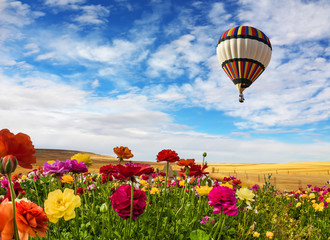 Balloon flies over the field © Kushnirov Avraham