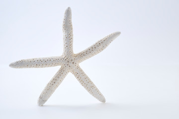 Fototapeta na wymiar White starfish on white background