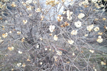 bush without leaves with white berries