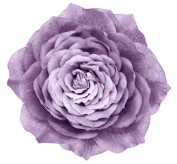 Rose light purple flower on white isolated background with clipping path. Closeup.  Nature.