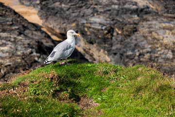 Seagull, Godrevy beach