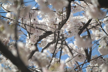Cherry Tree Bloom up close