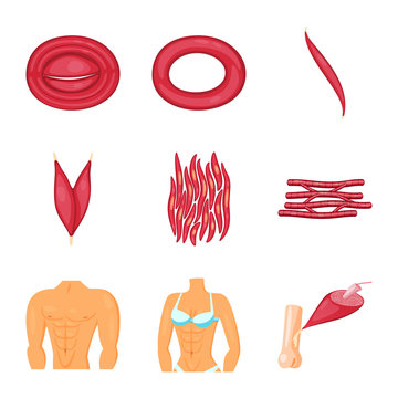 Vector design of muscle and cells icon. Set of muscle and anatomy stock vector illustration.