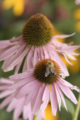 Bee on a Coneflower