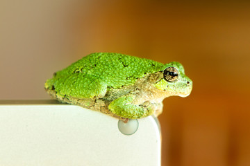 Frog green tree frog