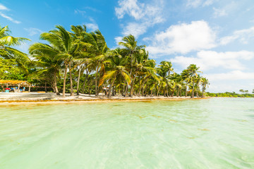 Turquoise water and palm trees in Bois Jolan beach in Guadeloupe