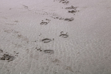 Tracks in the sand on Murawai Beach, Auckland, New Zealand