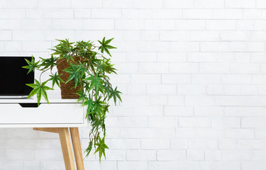 Laptop and pot with plant on desk, copy space